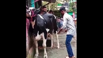 Qurbani Funny Moment I Eid Ul Adha I What A Shot I Kicked I Try Not To Laugh