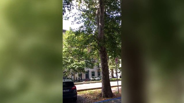 Torino, l'orchestra delle cicale nel traffico del centro città. Segno di aria pulita o di caldo record?