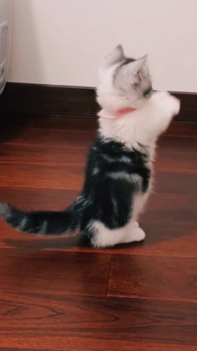 Cat  very funny  cat videos 