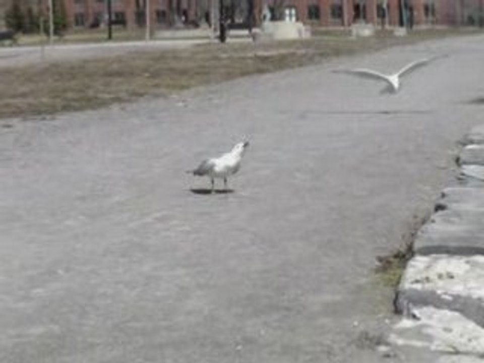 Mouette