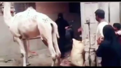 Qurbani Funny Moment I Eid Ul Adha I Woman Kicked By Camal
