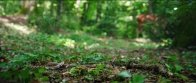 Bambi, L’histoire d’une vie dans les bois Bande-annonce VF