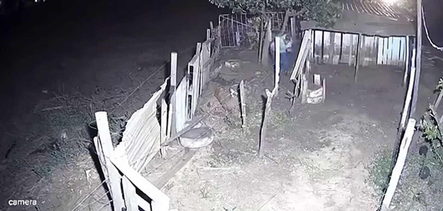 Hombre es tiroteado luego de robarse las gallinas de una casa