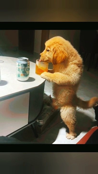 Dog in mood ...