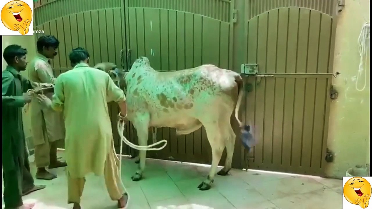 Try Not To Laugh I Eid Ul Adha Viral Moment I What a Shot I Anari Pagal Qasai