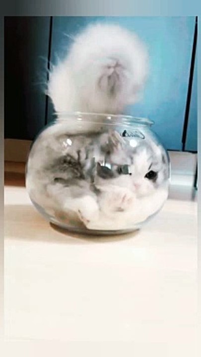 Cat enjoying in pot ...