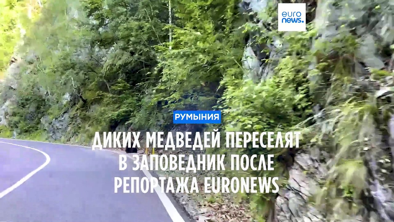 Диких медведей в Румынии переселят в заповедник после репортажа Euronews