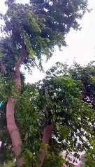 Wind__nature__Status_ Rafay chaudhary vlogs_Beautiful_view_#trending_#pakistan_#nature_#green_#viral_#youtubeshorts(360p)
