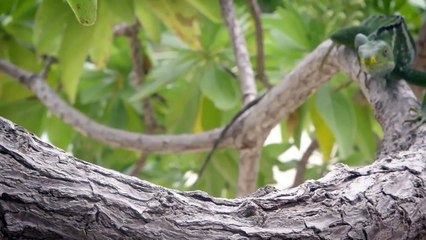 This Animal Actually Doesn’t Need to be Vocal in Order to Communicate with One Another