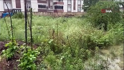 Fatsa'yı sel vurdu! Ev ve işyerleri sular altında kaldı