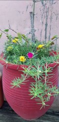 Beautiful portulaca flowers