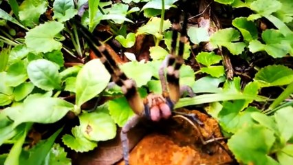Conheça a Aranha Armadeira: Mitos e Verdades