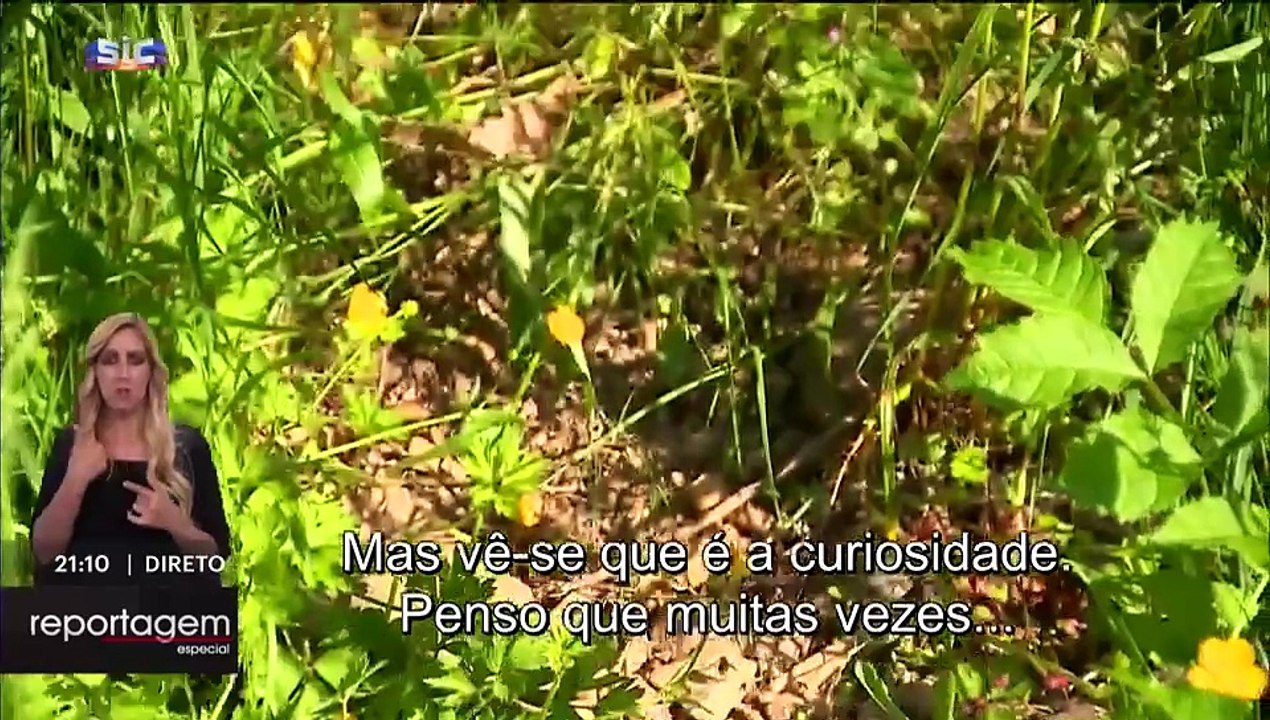 “Urso à vista”: 200 anos depois, estarão os ursos de volta a Portugal?