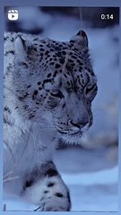 Name a Cooler Animal Than the Snow Leopard, I'll Wait