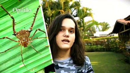 Conheça a Aranha Marrom: Dicas de Identificação e Prevenção