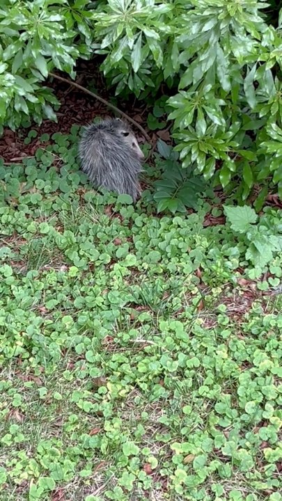 Opossum