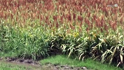 Subida del nivel de agua del Lago de Chapala afecta sembradíos ubicados en zona federal en Jamay