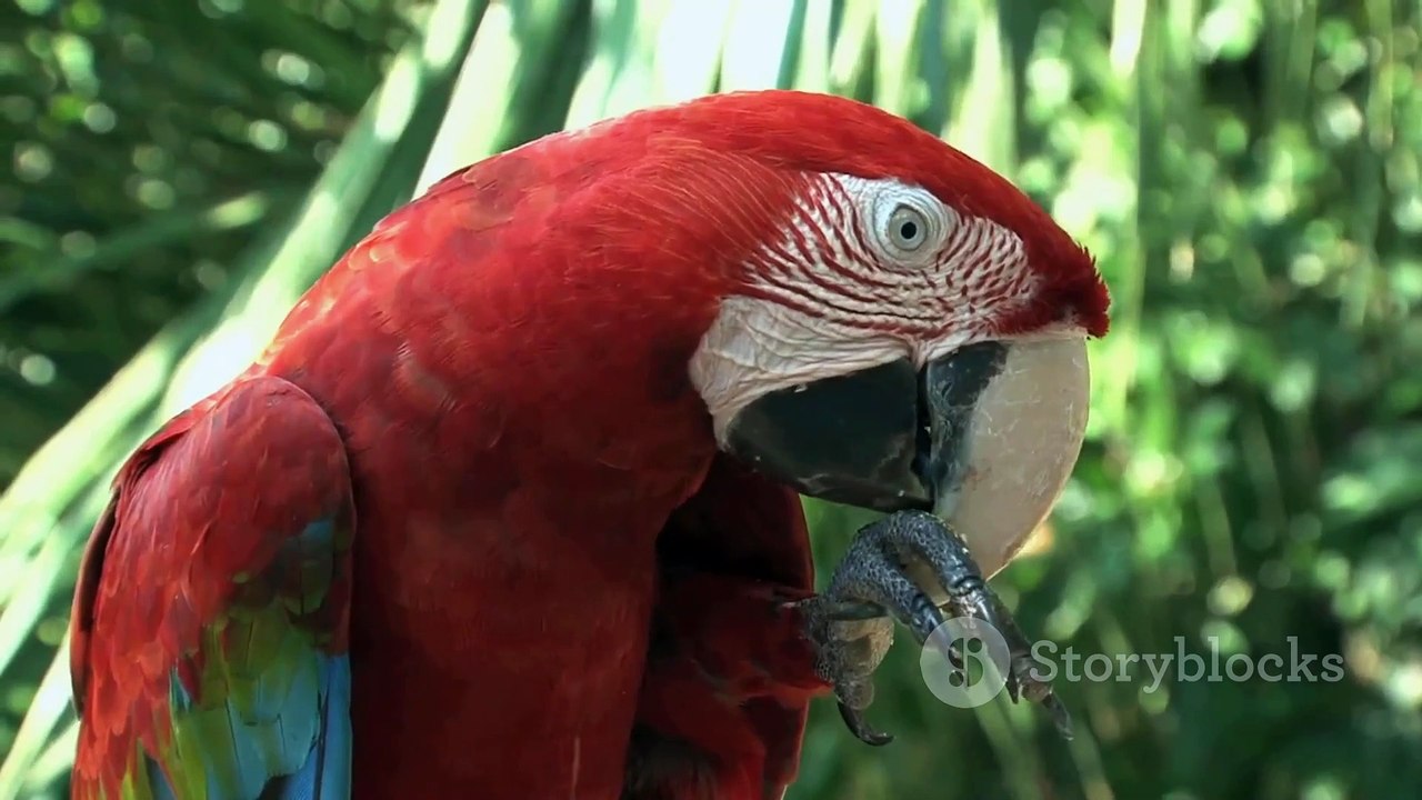 The Beauty of the Amazon Rainforest 2024-07-08