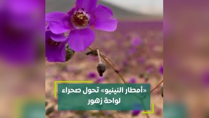 أمطار النينيو تحول صحراء لواحة زهور