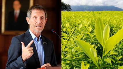 “Es realmente alarmante”: exconsejero presidencial sobre la baja en la erradicación de cultivos ilícitos de Colombia