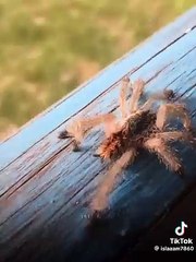 Islamic Lectures by Engineer Mohammad Ali Mirza