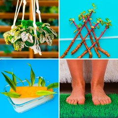 You can grow the most unusual plants at home with these hacks