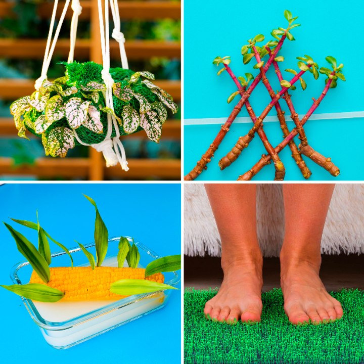 You can grow the most unusual plants at home with these hacks