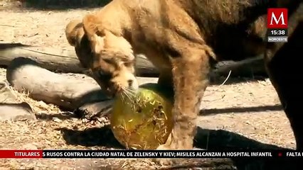 ¡Zoológico de Chapultepec cumple 101 años de vida!