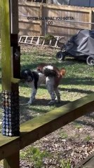 Miniature Poodle Attempts to Mount on Standard Doodle