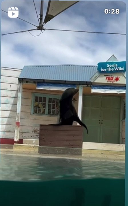 Sea life