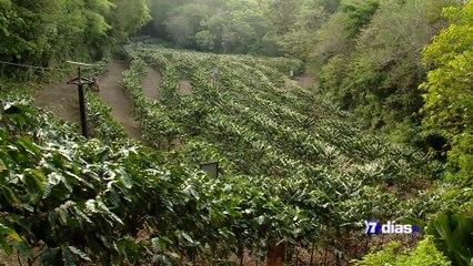 7dias-cafetal-080724