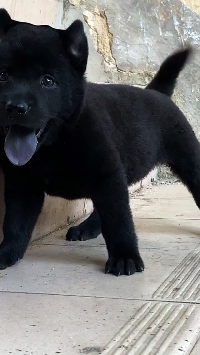 Beautiful Black 