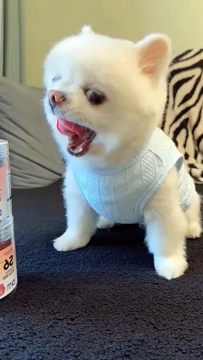 Cute pet 