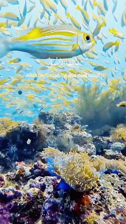 tha holly quran baeutyfull vioce shikh abdur rahman mossad