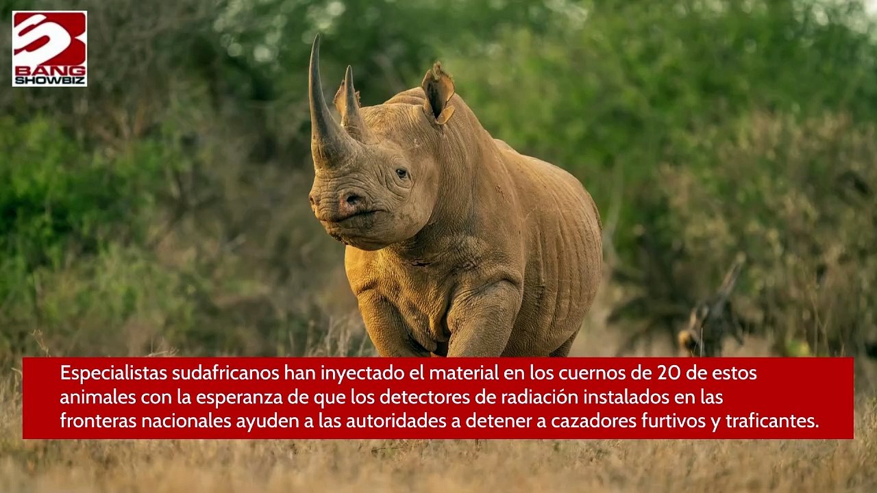 Especialistas inyectan material radioactivo en los cuernos de los rinocerontes para evitar el tráfico de especies
