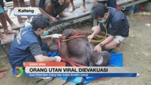 Viral, Tim Rescue Evakuasi Orang Utan Jantan Besar Seberat 95,7 Kg