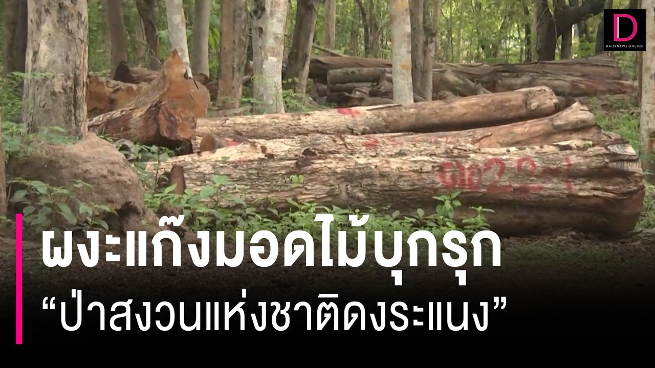 ยาบ้าค่าแรง! ผงะแก๊งมอดไม้บุกรุก "ป่าสงวนแห่งชาติดงระแนง" นับพันไร่ | HOTSHOT เดลินิวส์ 09/07/67
