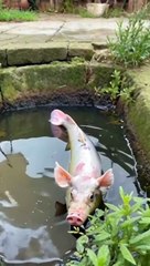 Ai combines pigs and fish