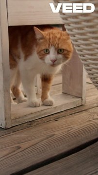Adorable Orange Cat Explores Every Corner