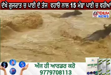 ਦੇਖੋ  ਗੁਜਰਾਤ ਵਿਚ ਪਾਣੀ  ਮੱਝਾ ਨੂੰ ਬਹਾ ਕੇ ਲੈ ਗਿਆ ..........