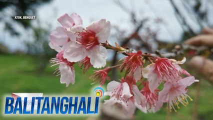 Sakura trees, namukadkad na ang mga bulaklak sa isang park sa Benguet | Balitanghali