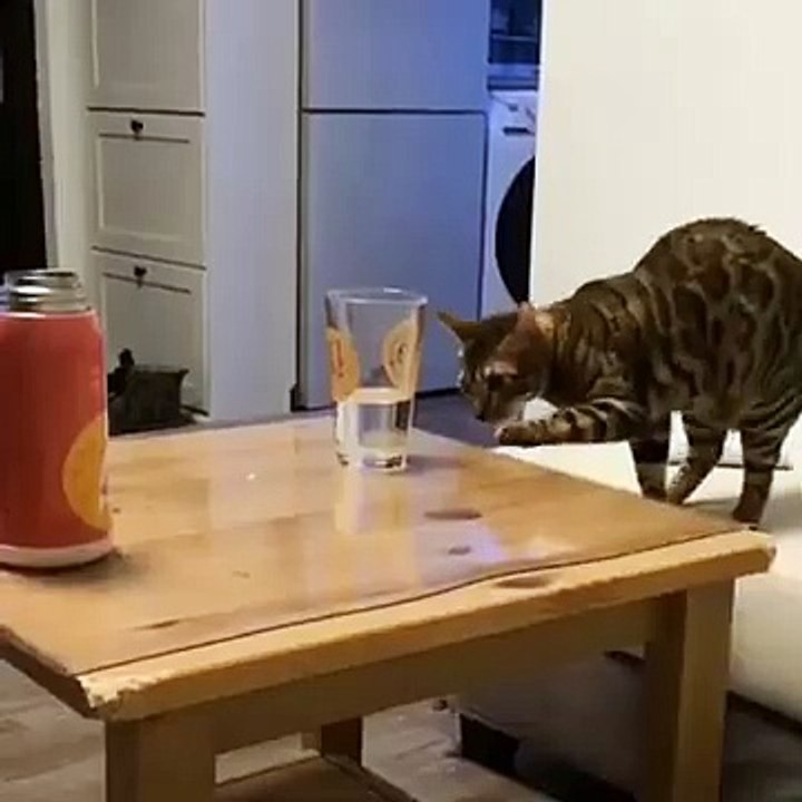 cute cat funny kitten videos _ Funny Cat Videos _ Footage