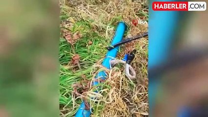 Tarlasını sulamak isteyen çiftçinin tıkanan borusundan yılan çıktı