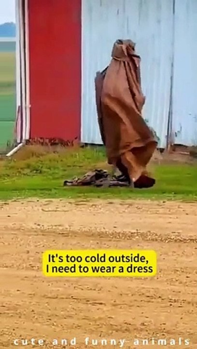 Funny_cats_and_dogs_2024Funny_animals_videos(360p)