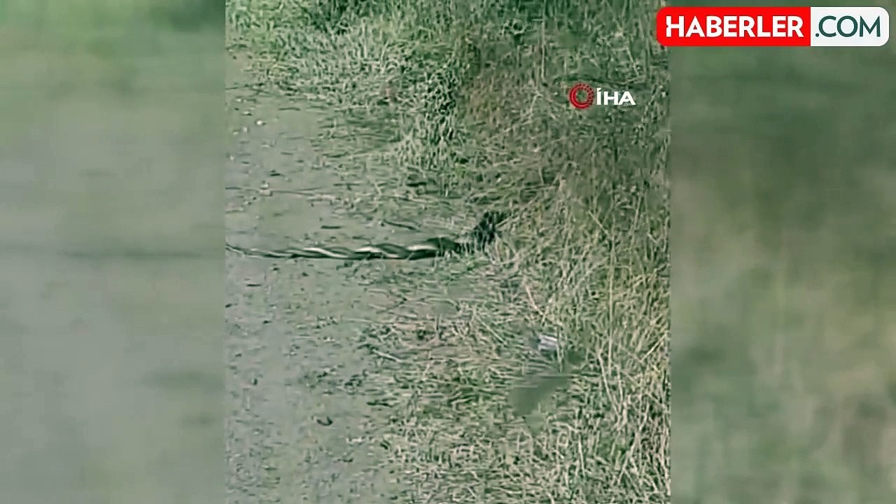 Bayramiç'te yılanların 'çiftleşme dansı' kameraya yansıdı