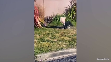 YOU LAUGH YOU LOSE! Funny Moments Of Cats Videos