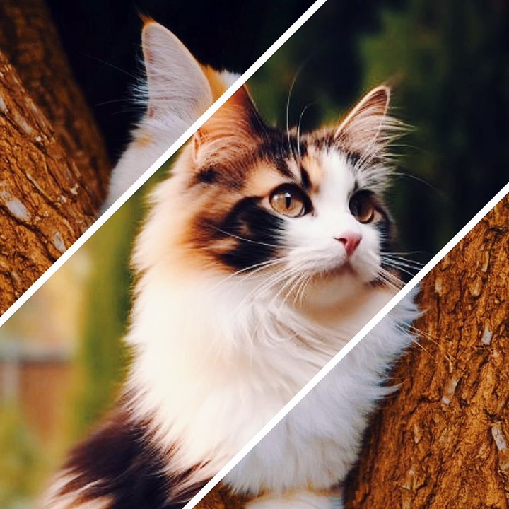 Cute & beautiful cats