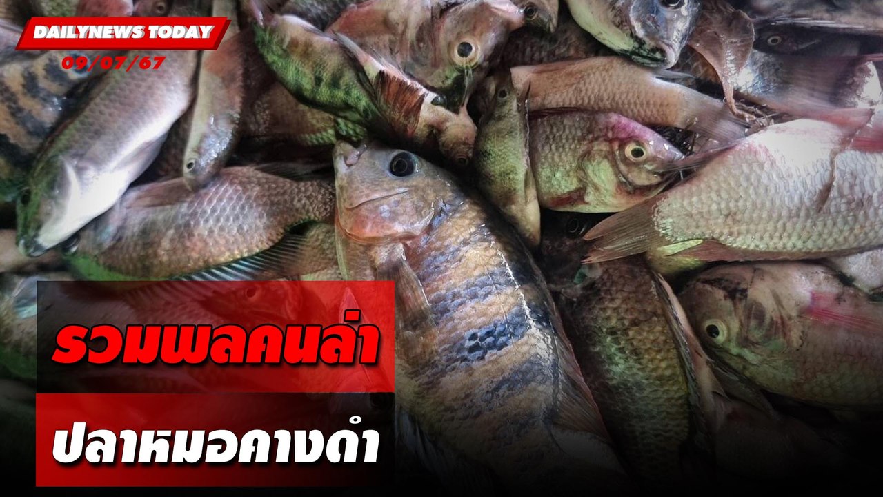 รวมพลคนล่า ปลาหมอคางดำ | DAILYNEWSTODAY 09/07/67