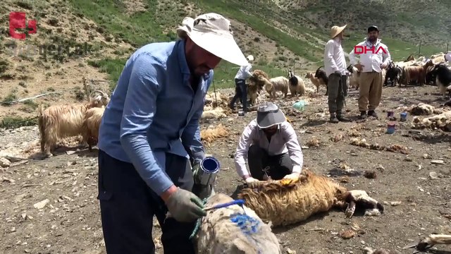 Yüksekova'da bir asırdır devam eden koyun kırkma şenliği
