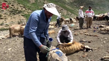 Yüksekova'da bir asırdır devam eden koyun kırkma şenliği